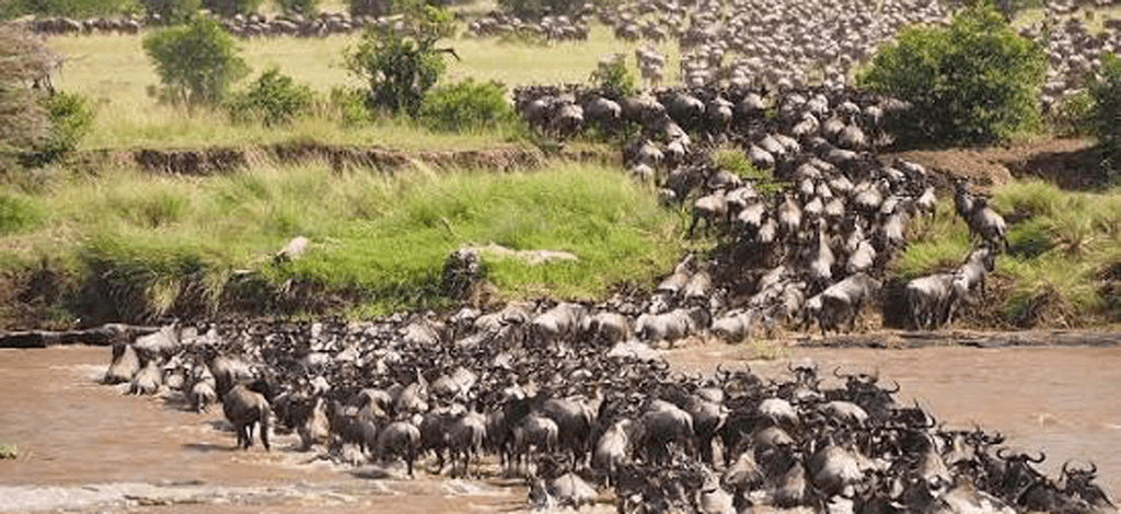 How the Great Migration Impacts the Serengeti Ecosystem