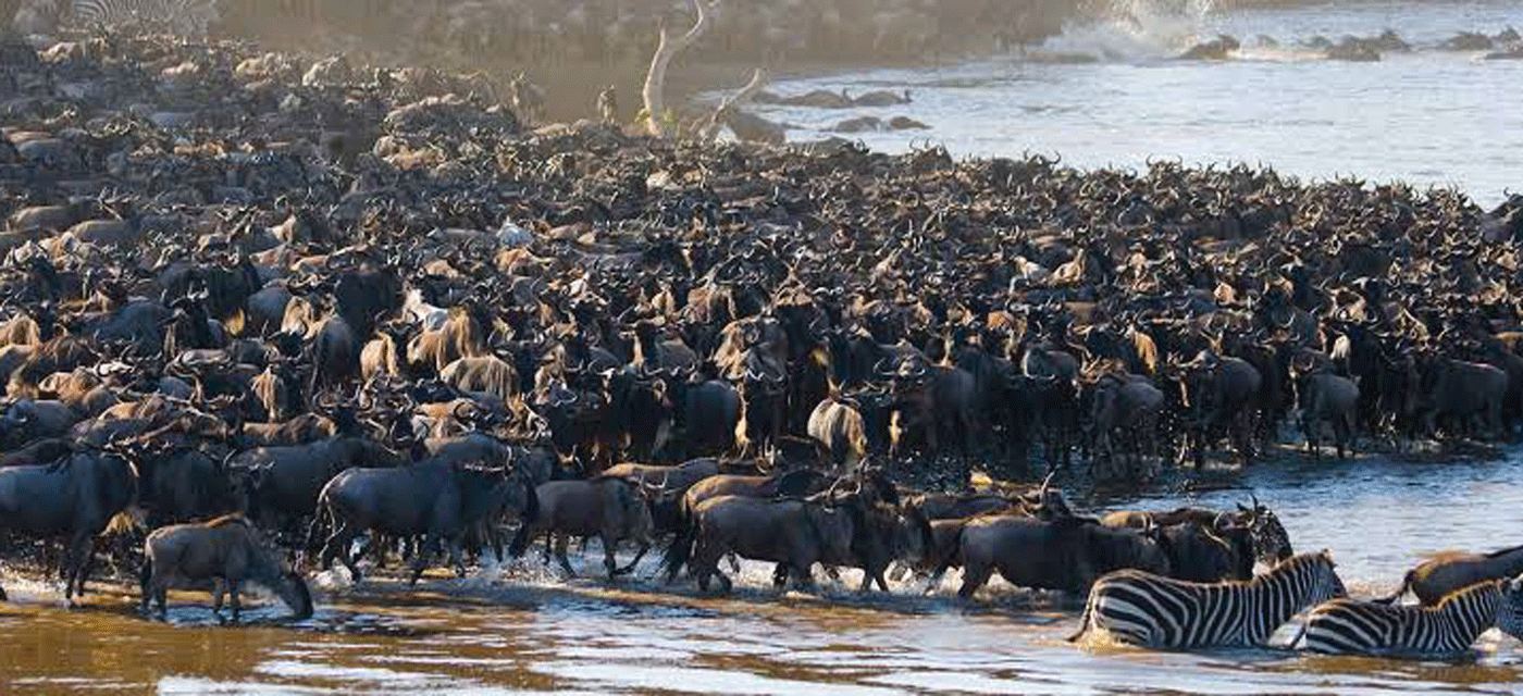 Tanzania Safari vs Kenya Safari Which Is Better?