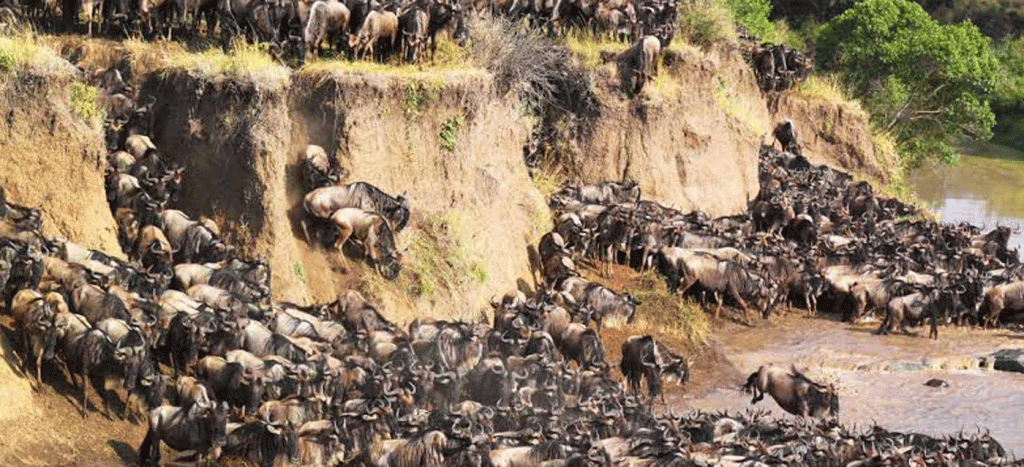Custom Serengeti Safari Tours Tailored to Your Travel Style
