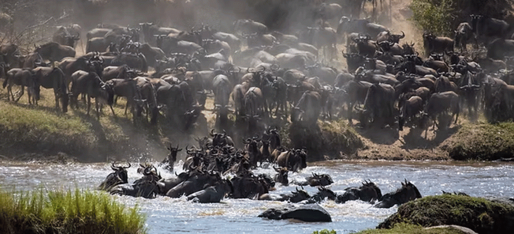 Best Months to See River Crossings in Serengeti