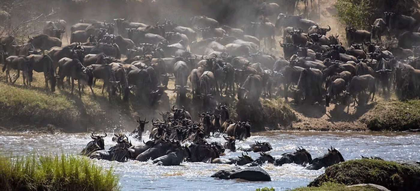 The Great Wildebeests