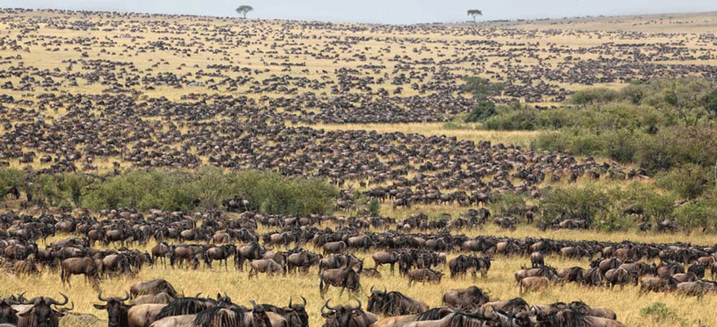 Exclusive Serengeti Luxury Safari Packages with 4x4 Land Cruisers