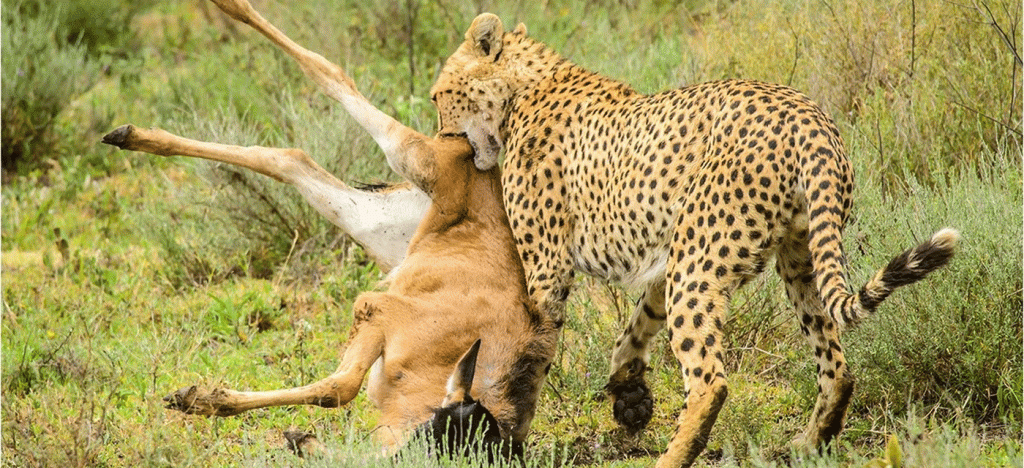 Serengeti Safari with Local Experts Best Packages