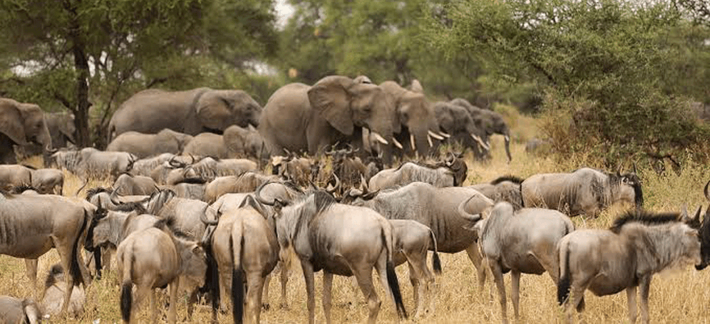 Wildlife in Serengeti National Park
