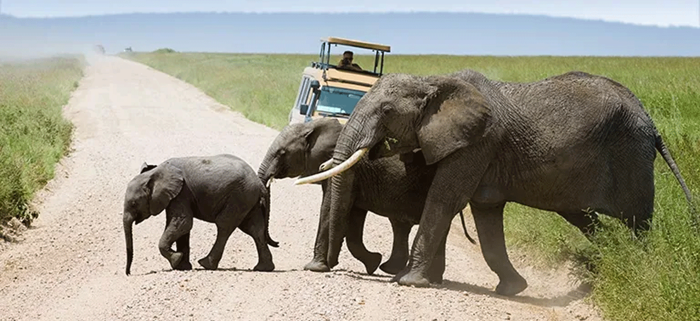 Exclusive Serengeti Luxury Safari Packages with 4x4 Land Cruisers