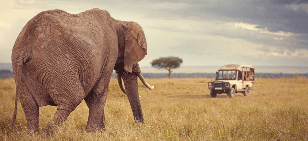Wildlife you can See in Serengeti National Park