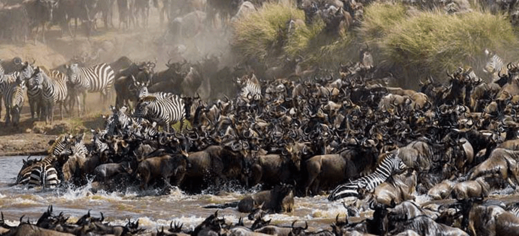 High-End Serengeti Safari Experiences with Private Guides
