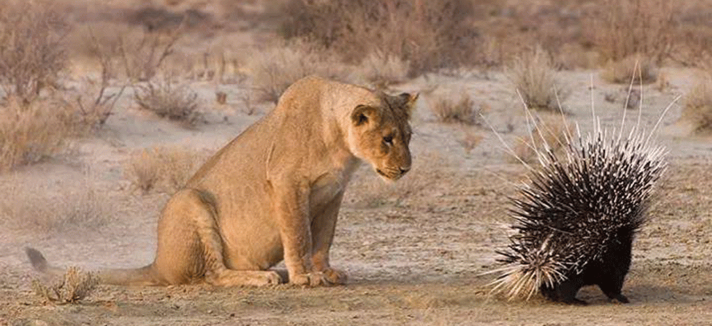 Serengeti safari packing List What you really need