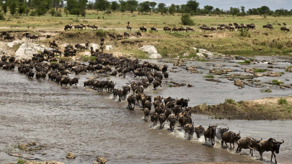 Visiting Serengeti in the Dry Season vs Wet Season: Full Comparison