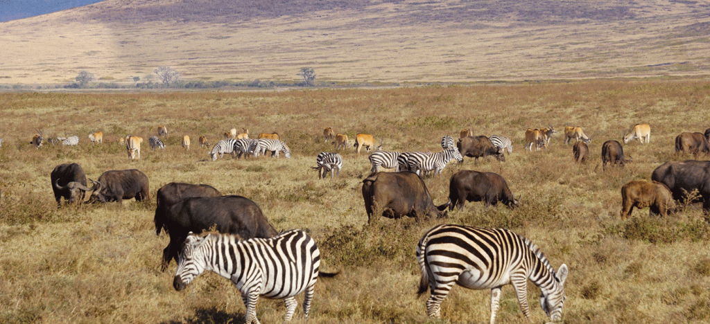 8 Days Classic Serengeti Safari