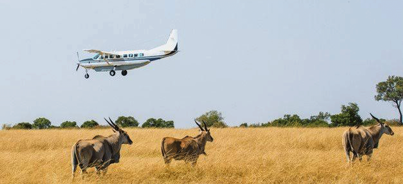 Luxury Fly-In Serengeti Safari Packages for Premium Travelers