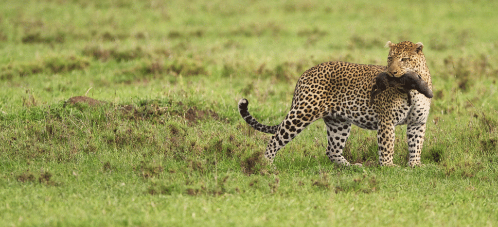 Serengeti Nature Safari