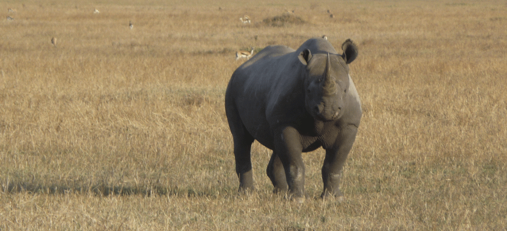 7-Day Tanzania Safari Itinerary Including Serengeti and Ngorongoro