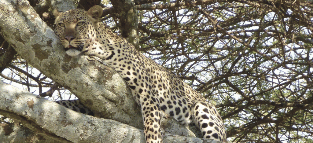 7 Days Serengeti Safari