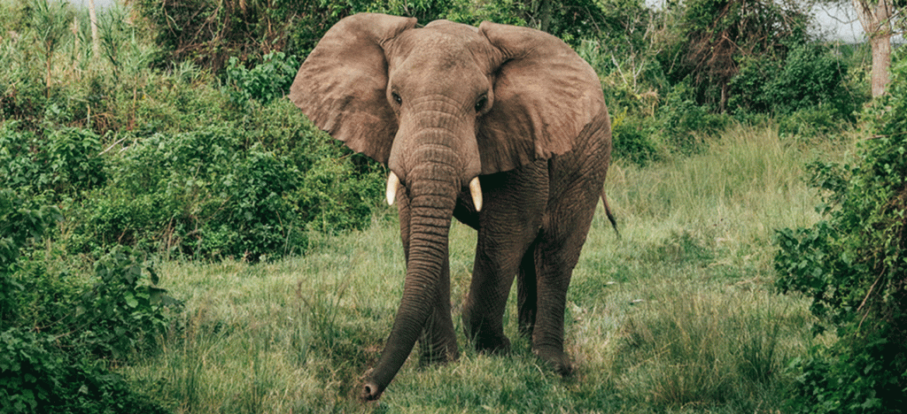 Discover the Big Five with Our Professional Serengeti Guides