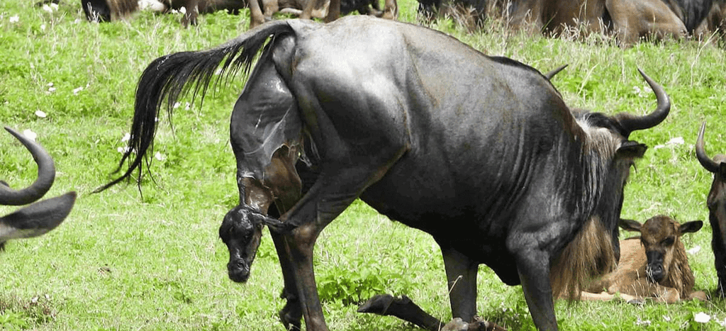 Ndutu Calving Season Safari