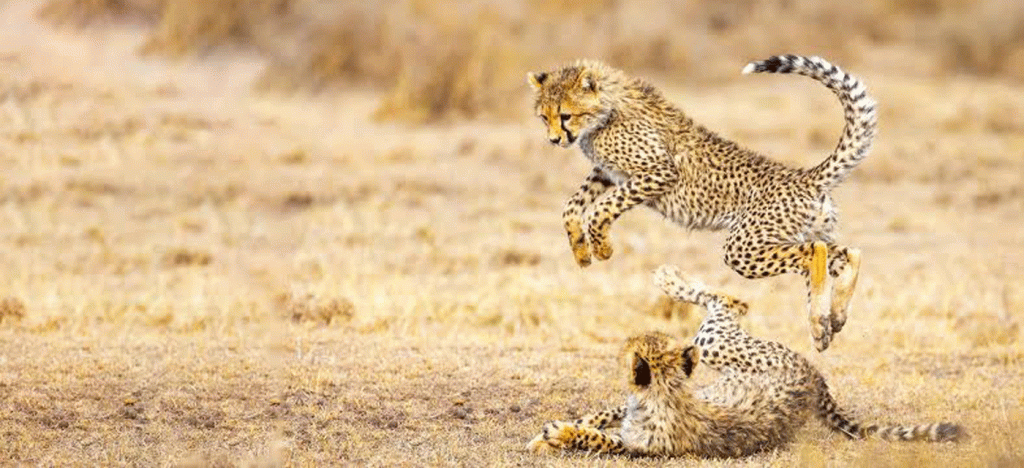 Cheetah in Serengeti National Park