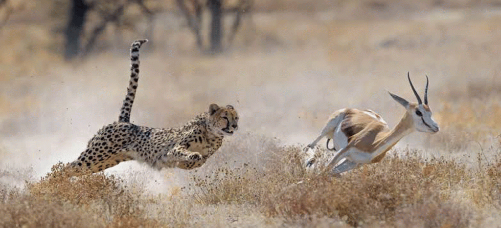 Exclusive Serengeti Luxury Safari Packages with 4x4 Land Cruisers