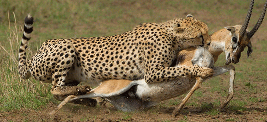Custom Serengeti Safari Tours Tailored to Your Travel Style