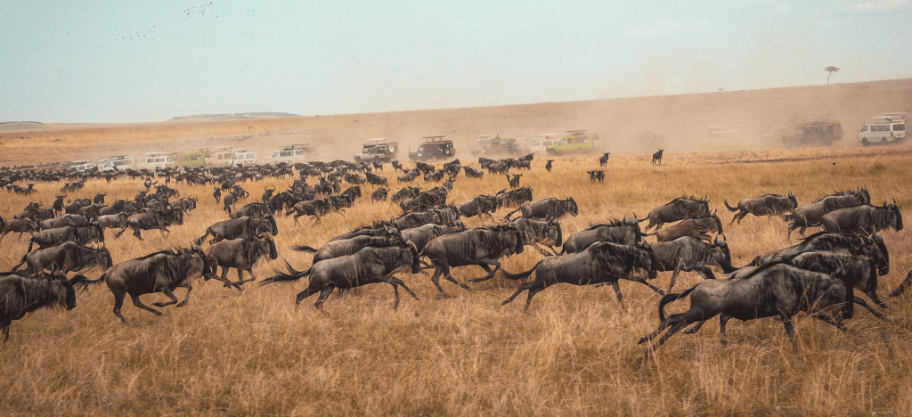 Private vs Shared Ndutu Calving Season Safari: Which Is Best for You?