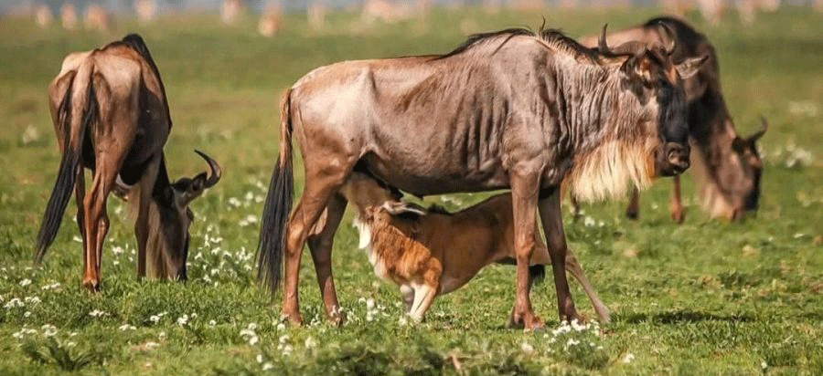 Calving Season in Serengeti: A Complete Visitor’s Guide