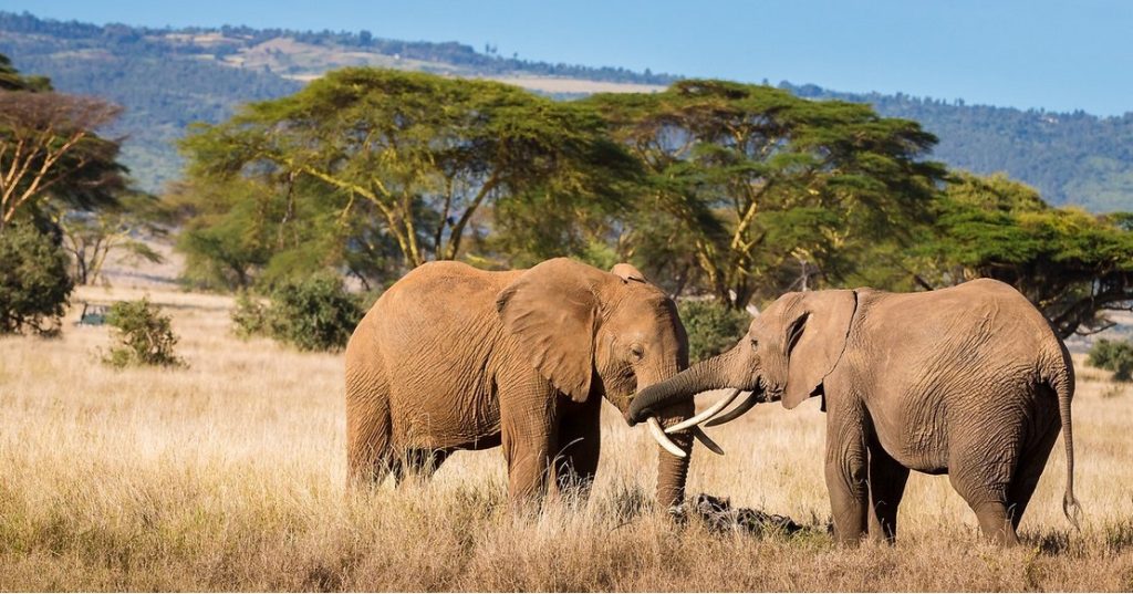 Mid-Range Serengeti Safari Tours with Best Value Accommodation