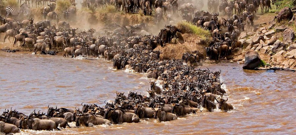 The Great Migration Moves Through the Serengeti