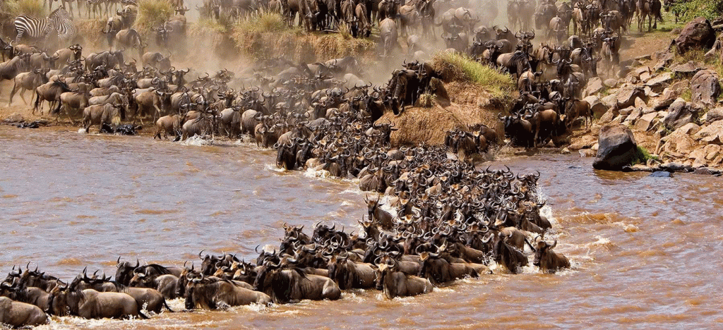 Great Migration Safari