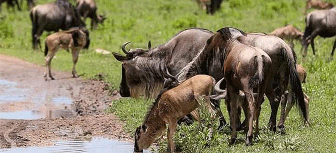Small Group Serengeti Safari Adventures