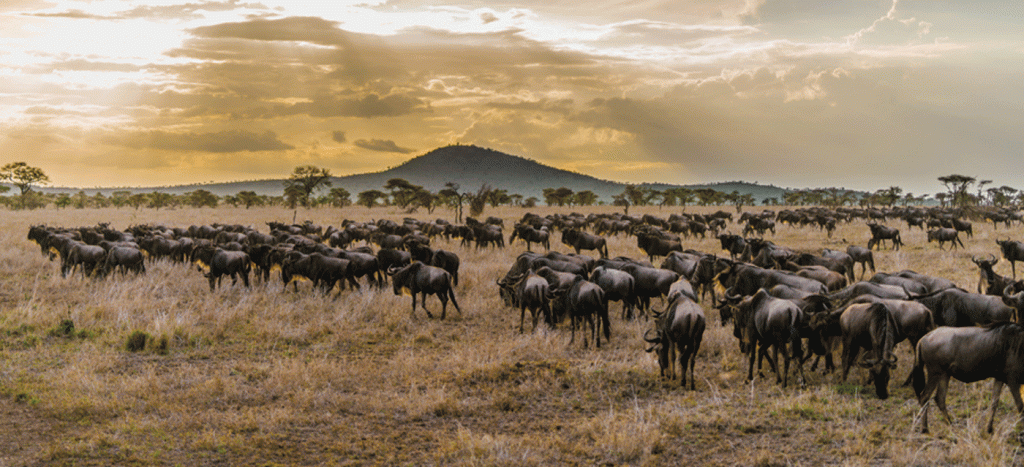 Join Our Group Serengeti Safari Tours at Affordable Prices
