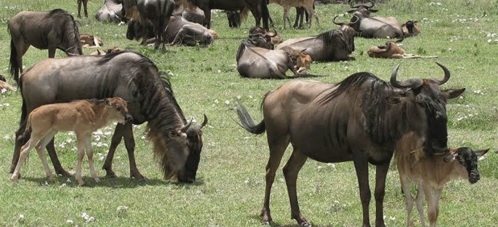 Mid-Range Serengeti Safari Tours with Best Value Accommodation