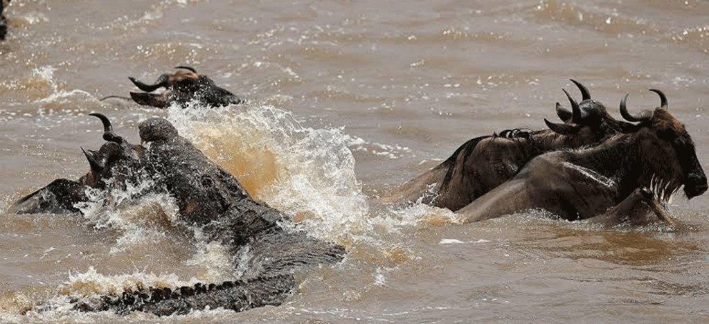 Serengeti Safari Complete Booking Guide