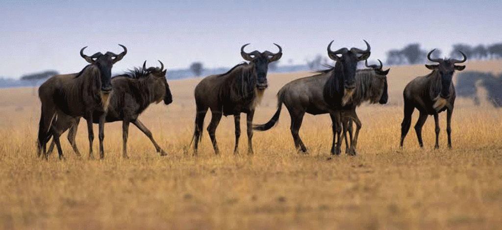 5-Day Serengeti Safari Tour Package with Migration Focus