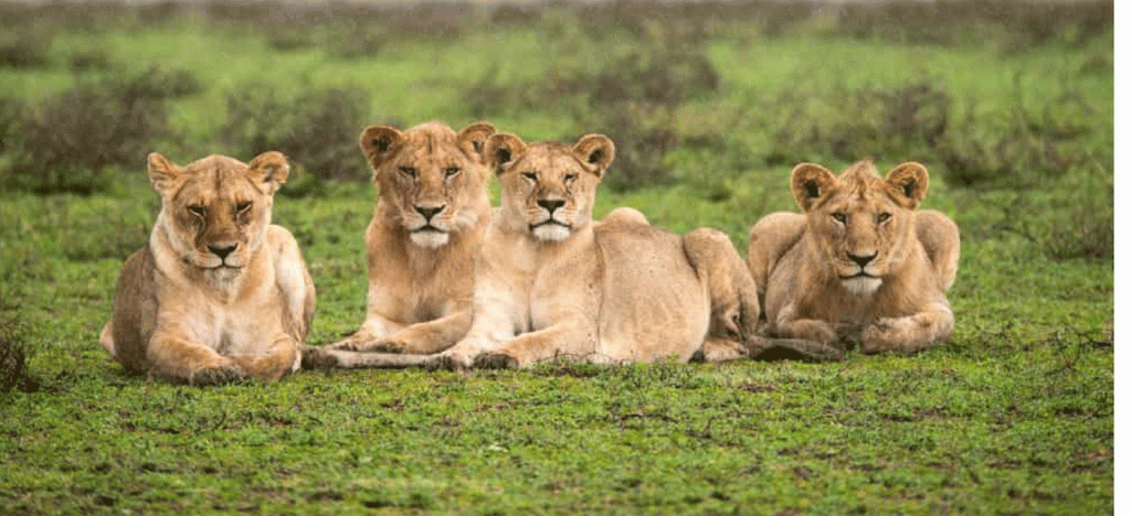 Is Serengeti Worth the Price? Honest Travel Review