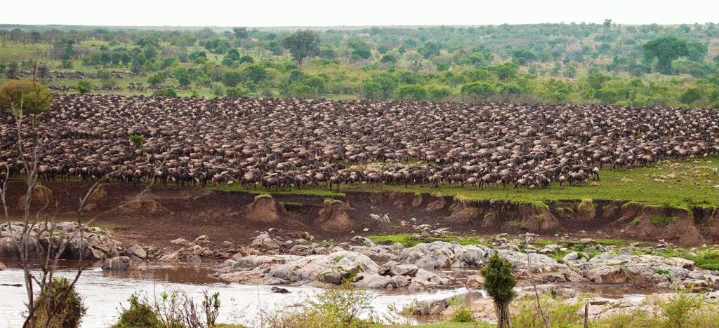 5 Days Serengeti Wildlife Safari