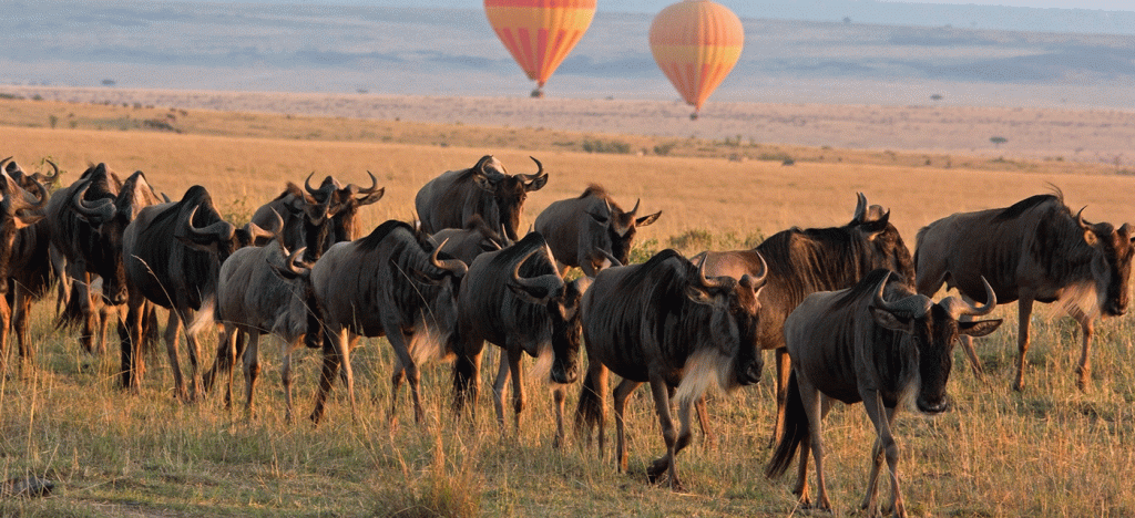 The Best Serengeti Great Migration Safari in Tanzania