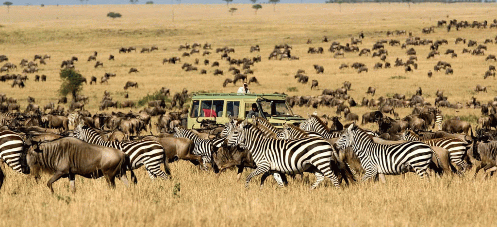 Join Our Group Serengeti Safari Tours at Affordable Prices