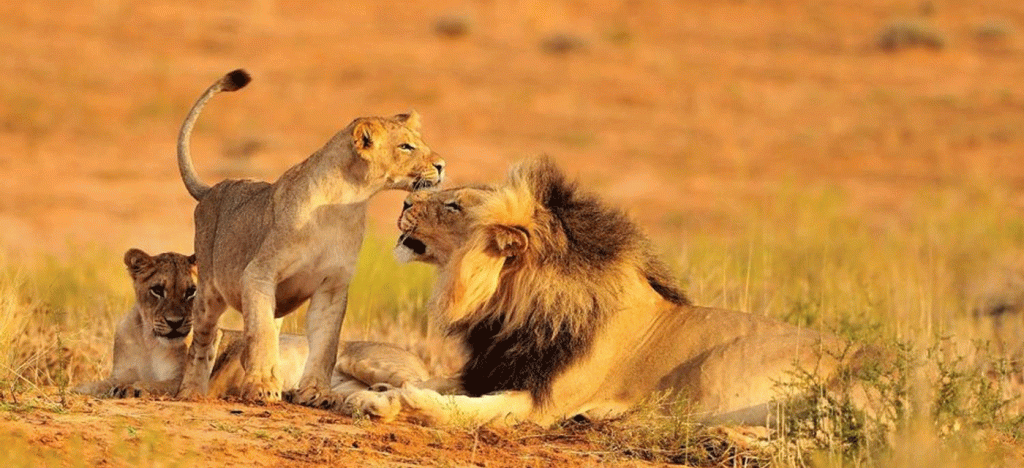Serengeti Safari Complete Guide from Europe