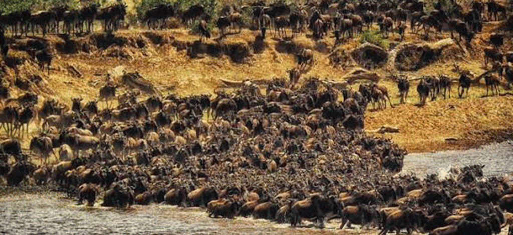 8 Days Mara River Crossing & Big Five Safari