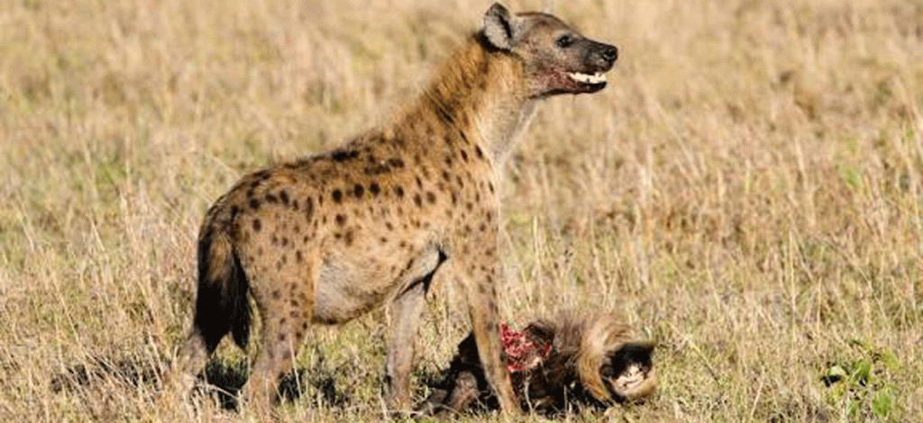 Serengeti National Park