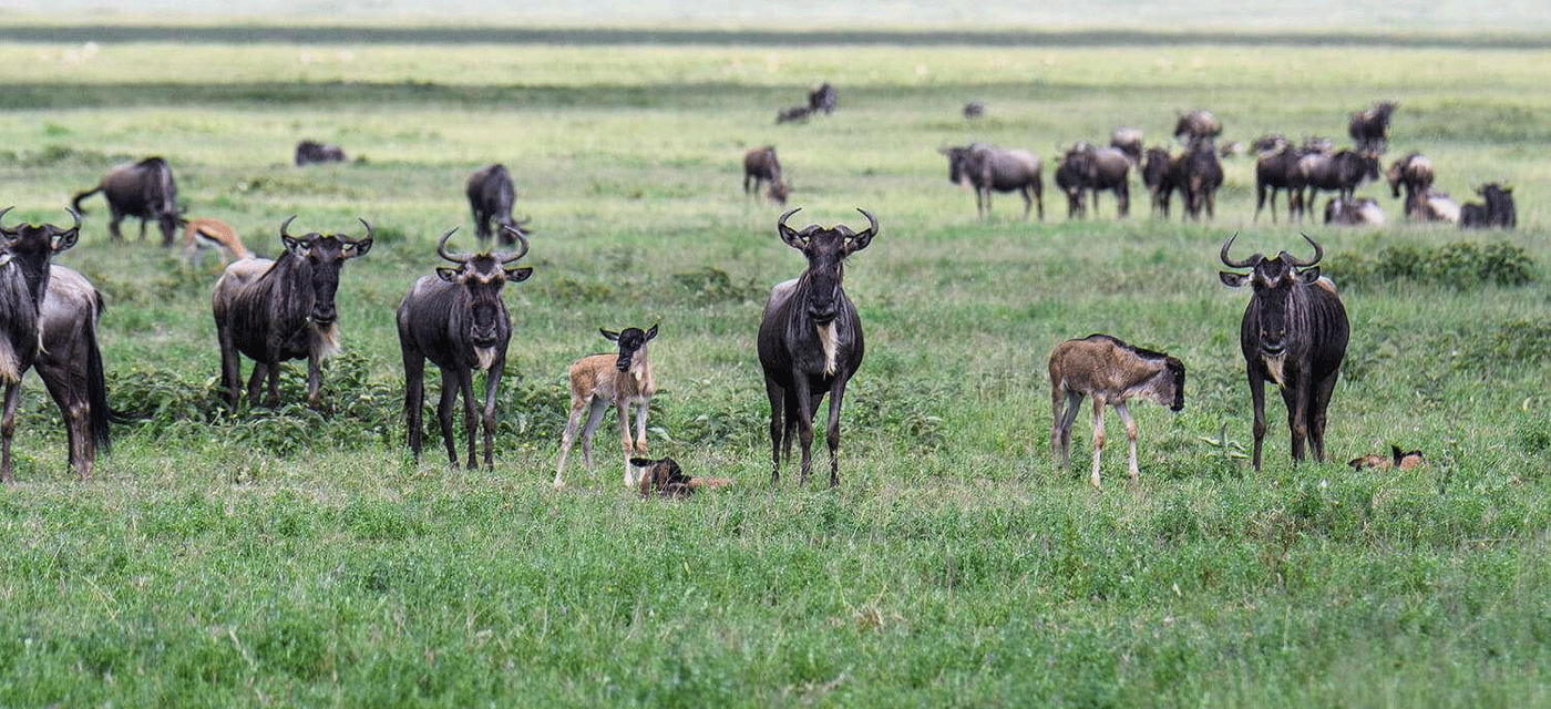 What to Check Before Booking a Ndutu Calving Season Safari