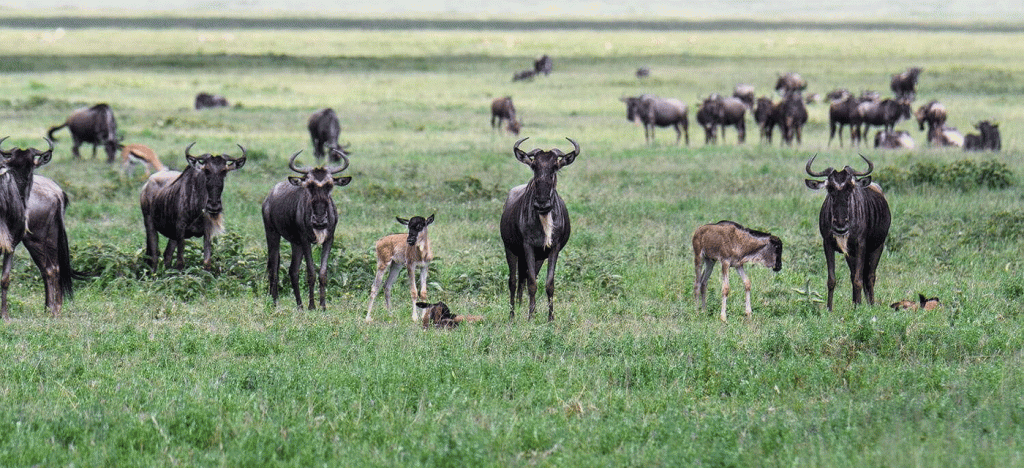 6-Day Southern Serengeti and Ndutu Migration Safari
