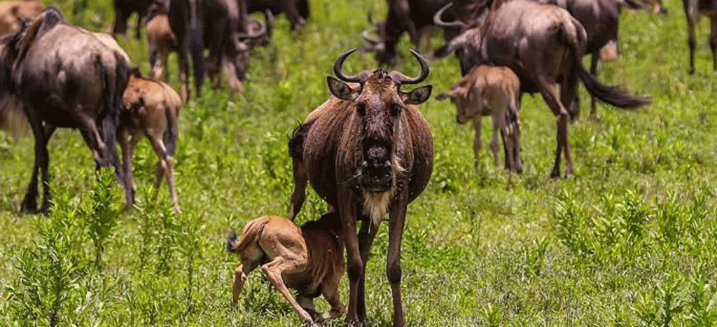 Wildebeest Calf