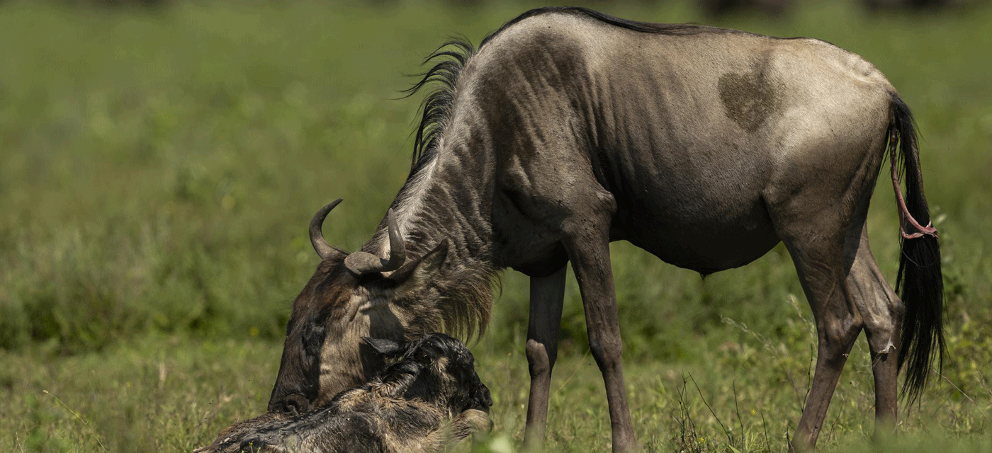 What to Expect on a Typical Day During Ndutu Calving Season