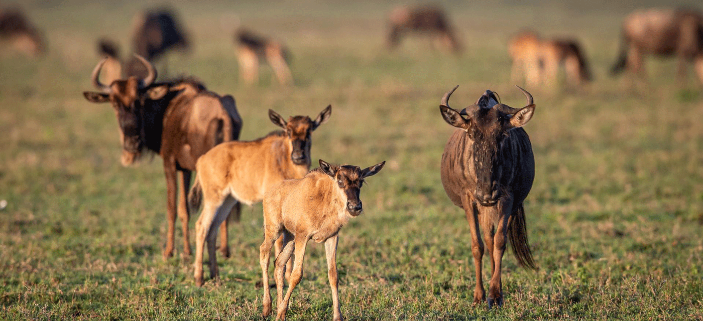 Ndutu Calving Season Safari Cost Per Person