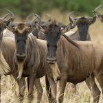 7-Day Luxury Ndutu Calving Season Safari