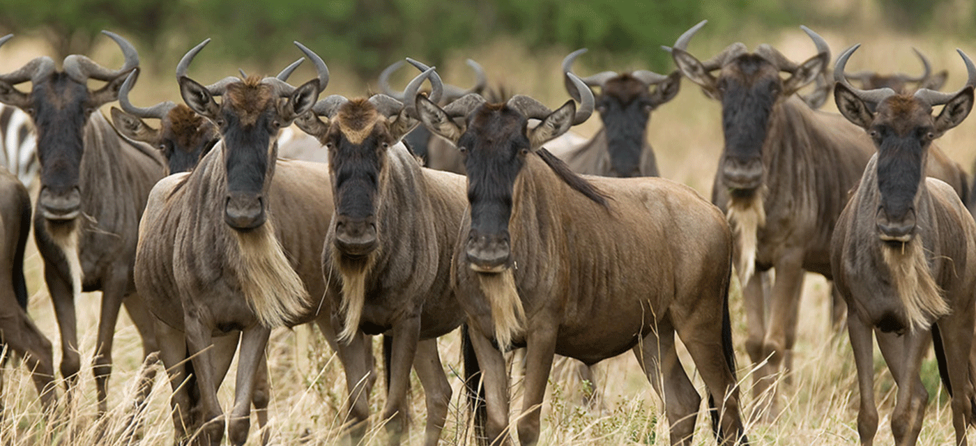 When to Visit Serengeti National Park for a Safari