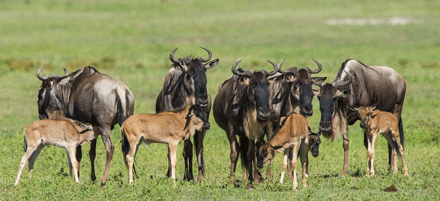 Ndutu Calving Season Safari: Best Time, Packages, Costs and How to Book