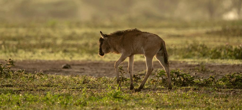 5-Day Ndutu Calving and Ngorongoro Crater Safari