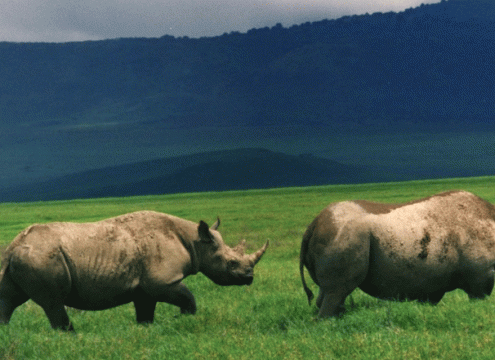 5 Days Classic Northern Circuit Safari